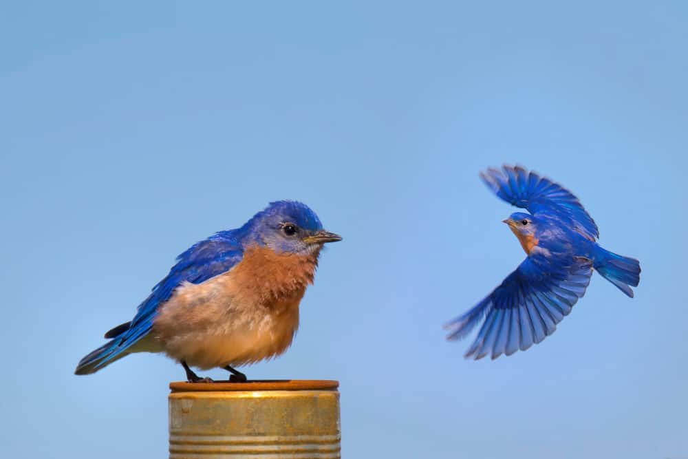 what does it mean when you see a bluebird