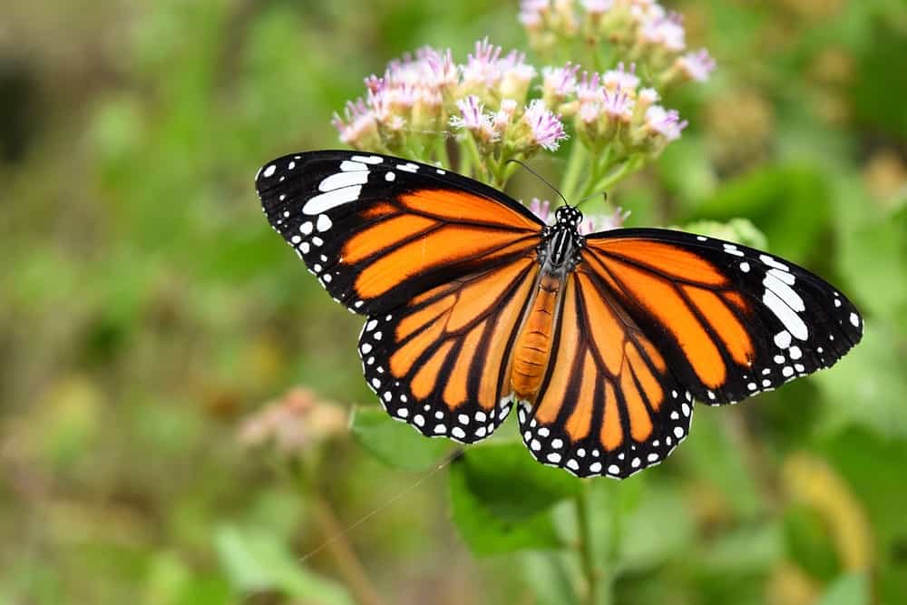 what does it mean when you see a orange butterfly