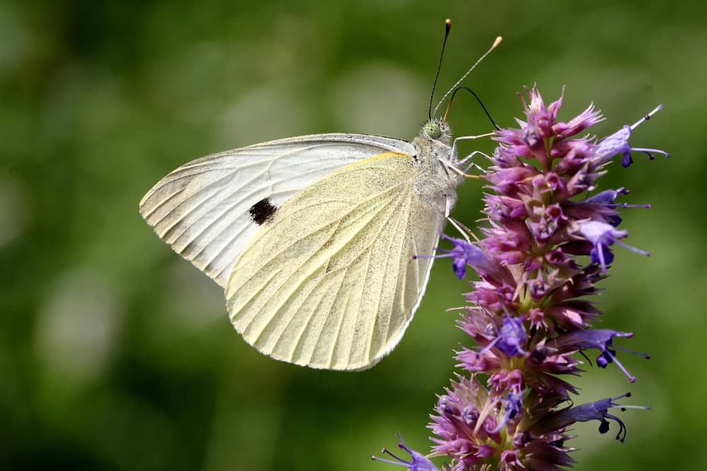 what does it mean when you see a white butterfly