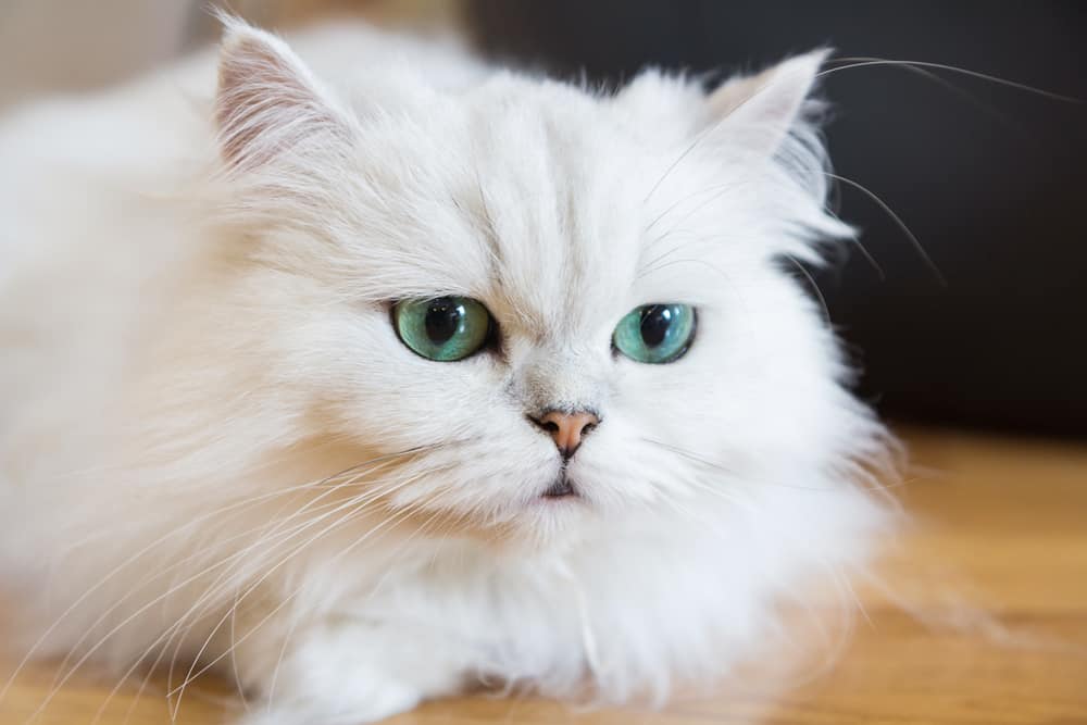 what does it mean when you see a white cat