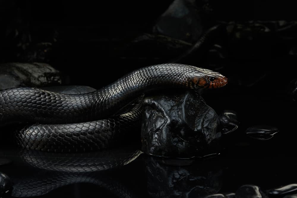 9 Spiritual Meanings When You Dream About Black Snake