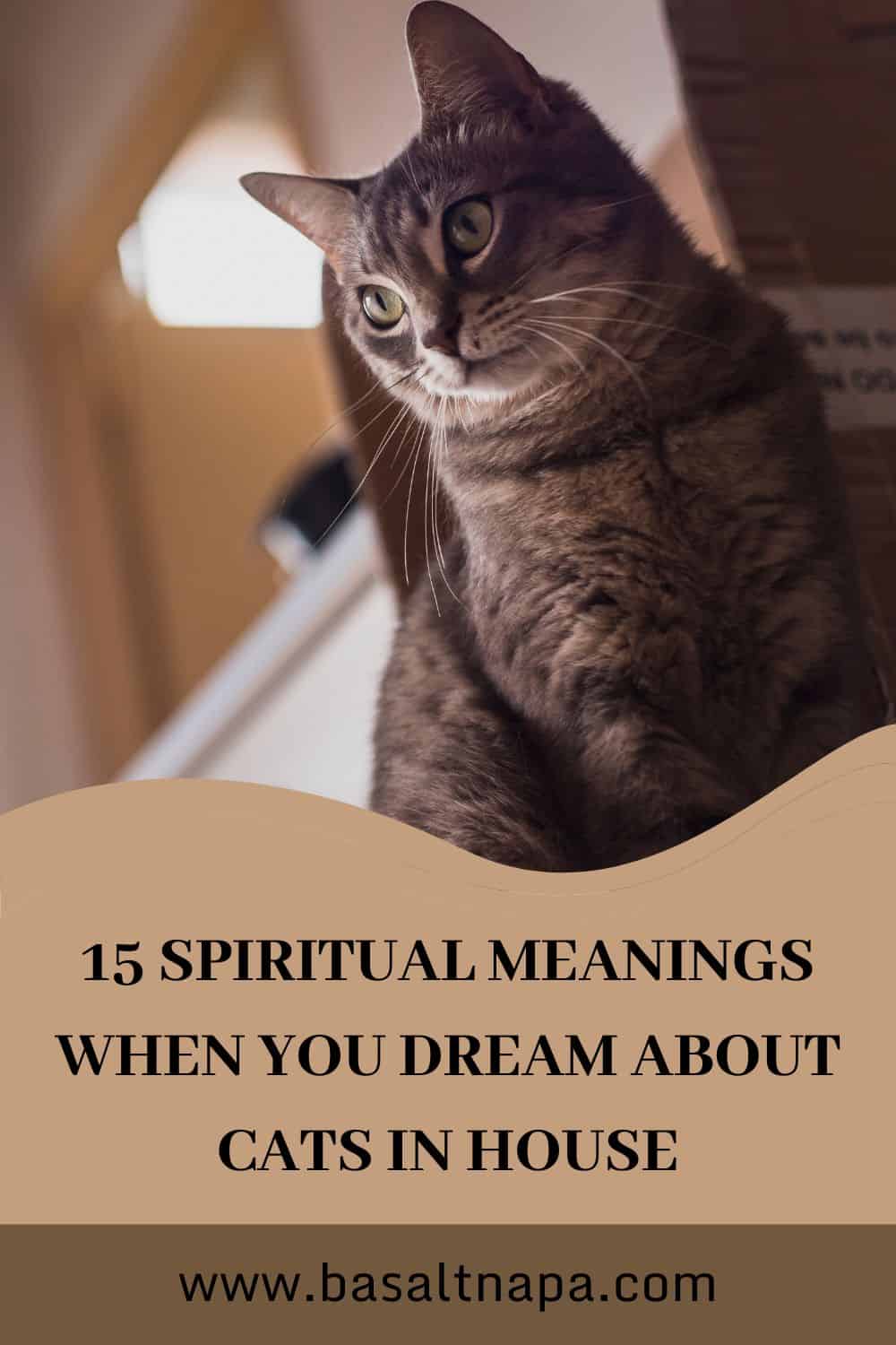 15 Spiritual Meanings When You Dream About Cats in House