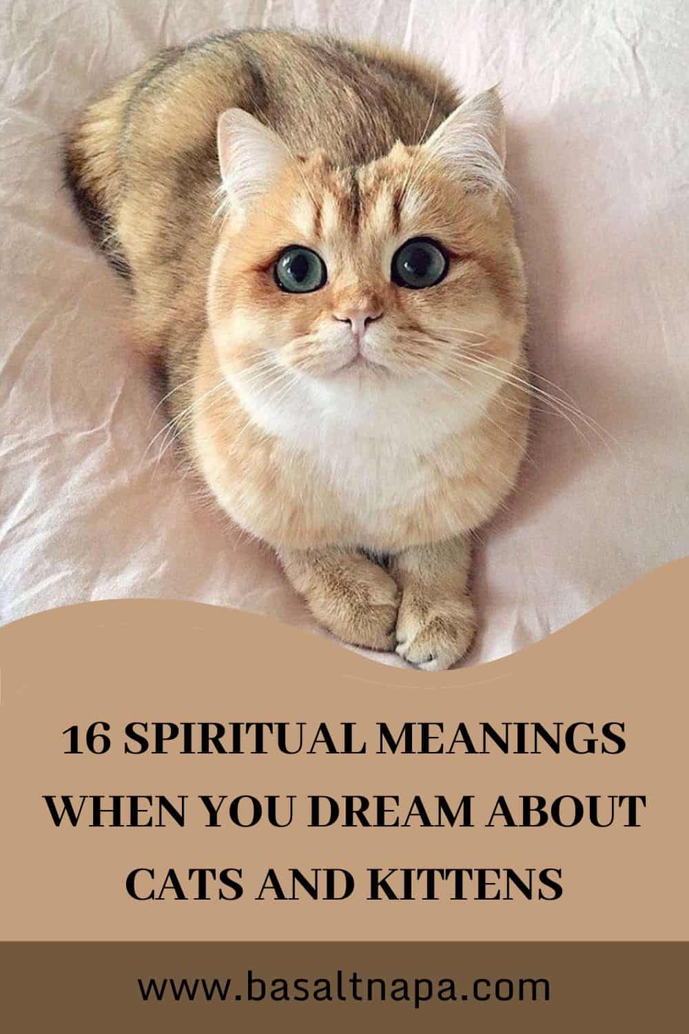 16 Spiritual Meanings When You Dream About Cats and Kittens
