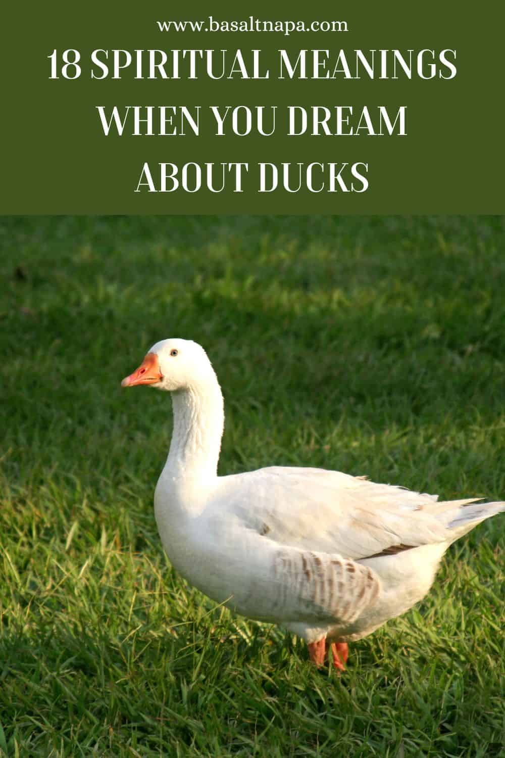 18 Spiritual Meanings When You Dream About Ducks