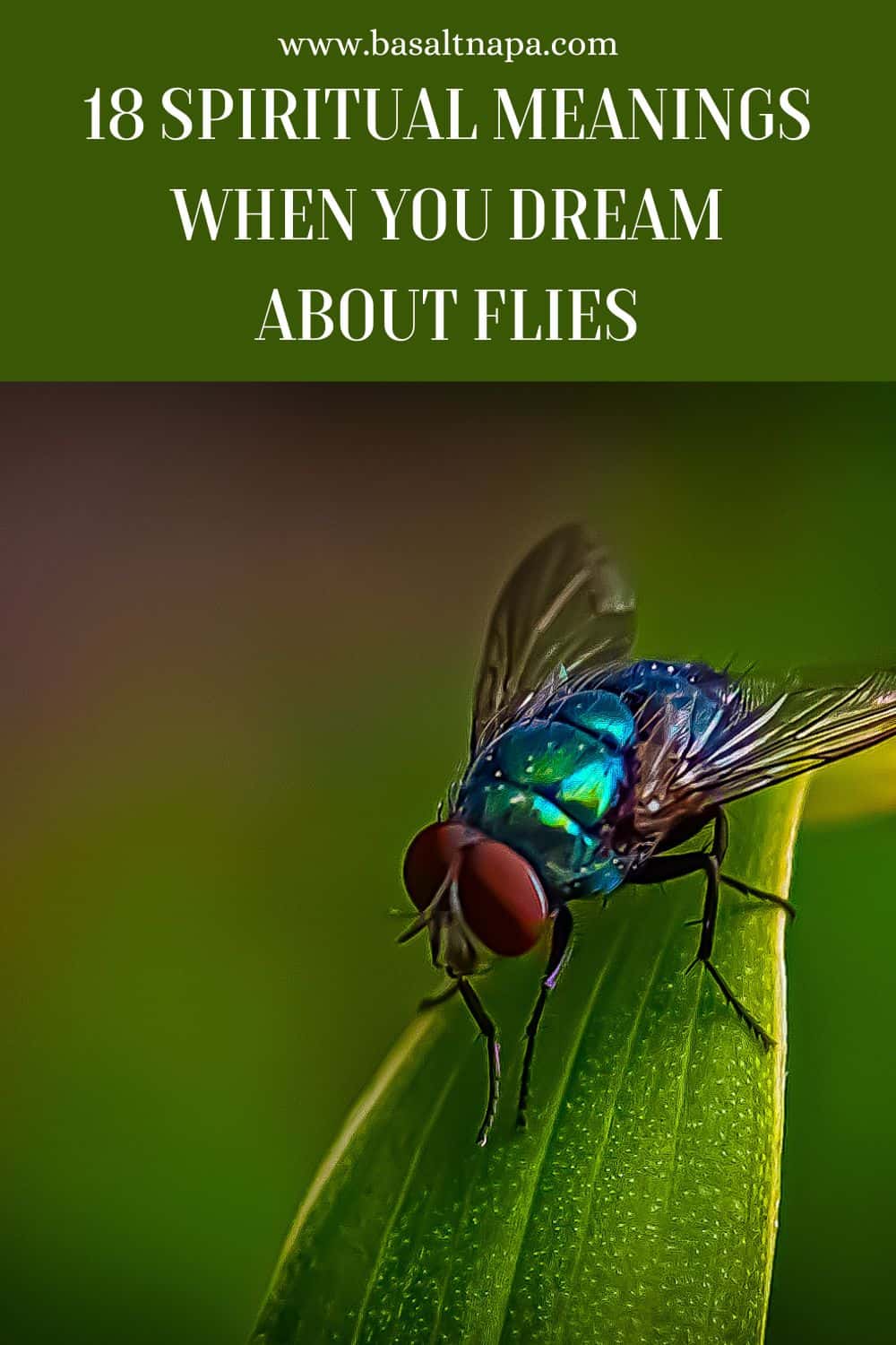 18 Spiritual Meanings When You Dream About Flies