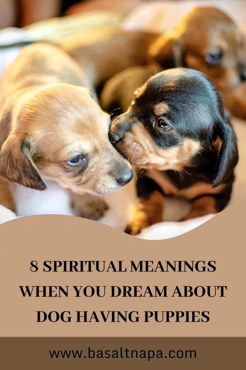 8 Puppy & Dog Dream Meanings