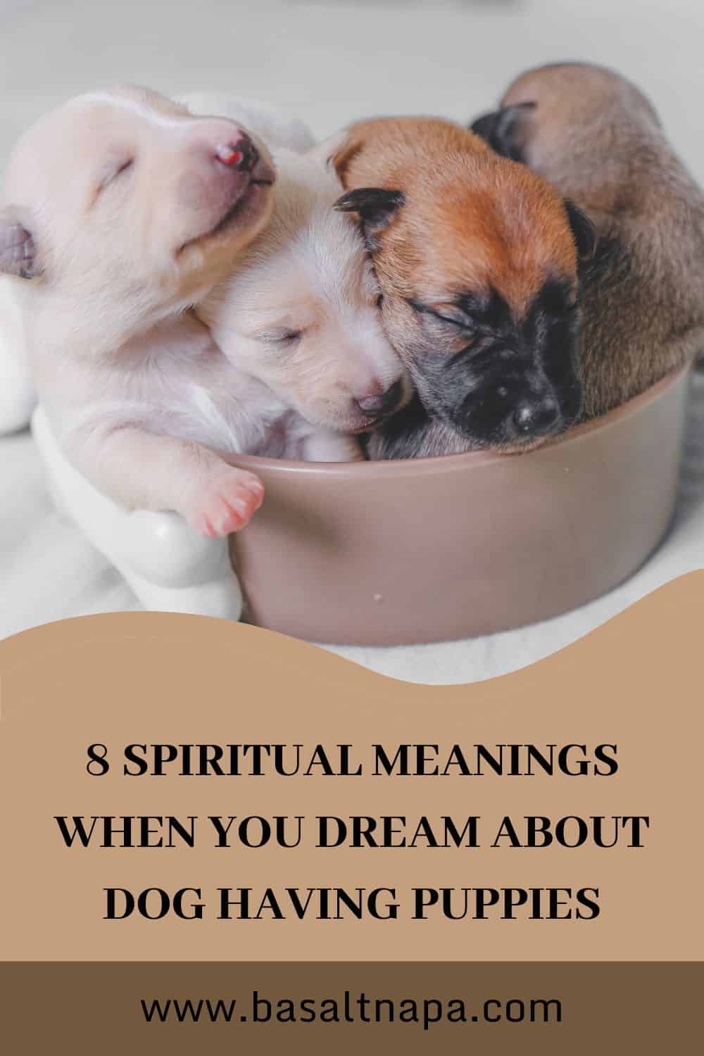 8 Spiritual Meanings When You Dream About Dog Having Puppies