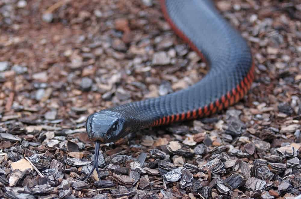 10 Spiritual Meanings When You Dream About A Red And Black Snake