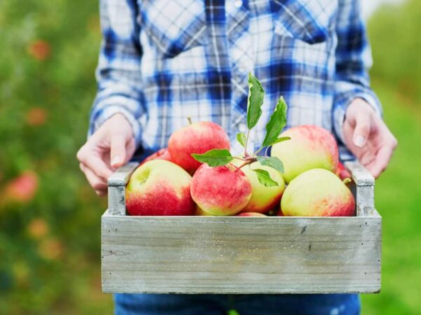 10 Spiritual Meanings When You Dream About Apples
