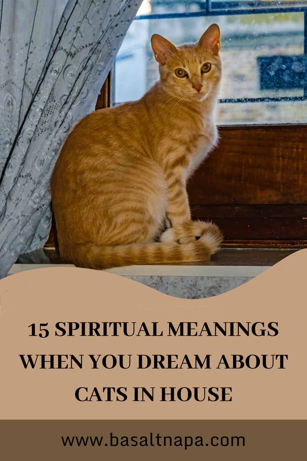 Dream About Cats in House 15 Interpretations