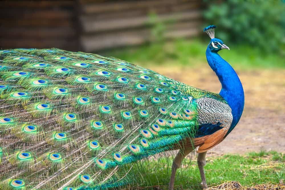11 Spiritual Meanings When You Dream About Peacocks