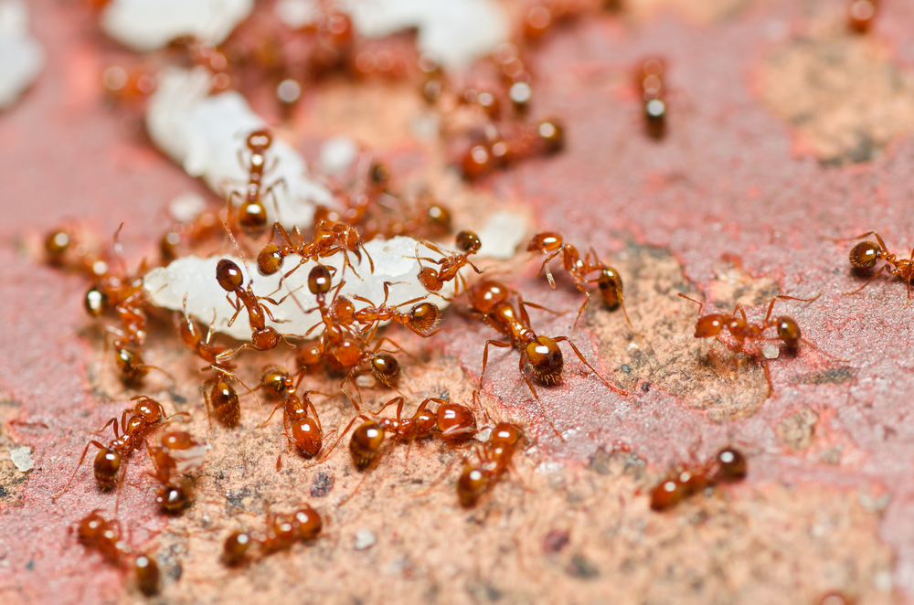 14 Spiritual Meanings & Interpretations Dream About Red Fire Ants