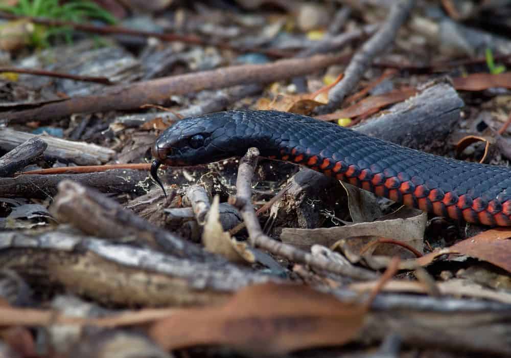 Dreaming of catching a snake means that you're finally confronting a problem