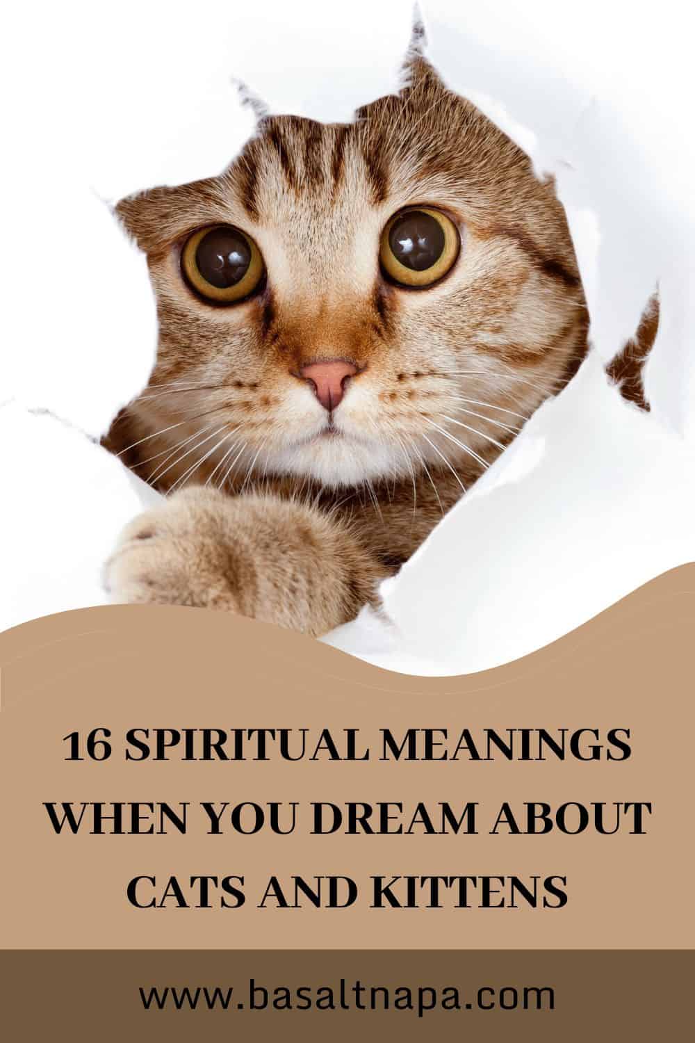 Symbolic Meaning of Cats