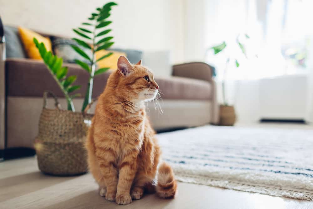 15 Spiritual Meanings When You Dream About Cats in House