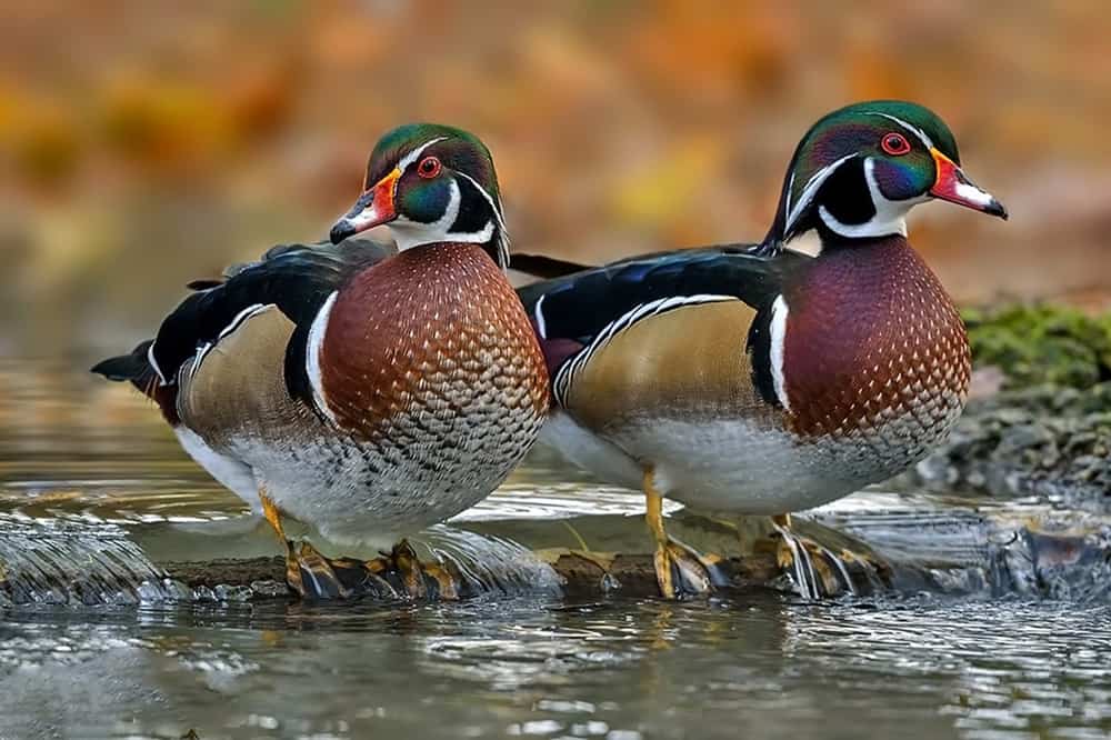 18 Spiritual Meanings When You Dream About Ducks