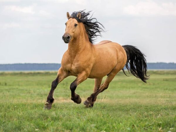 9 Spiritual Meanings When You Dream About Horse