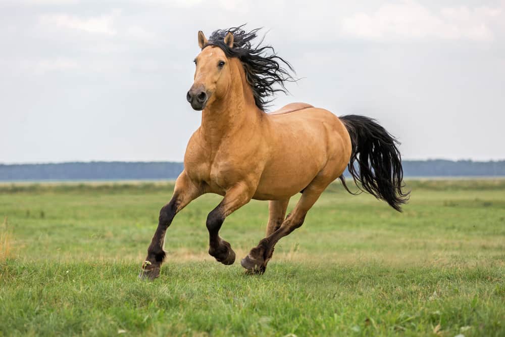 9 Spiritual Meanings When You Dream About Horse
