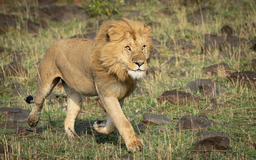 13 Spiritual Meanings When You Dream About Lion Chasing You