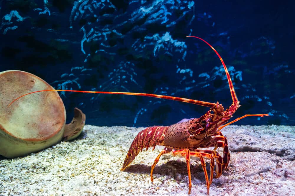 14 Spiritual Meanings When You Dream About Lobster