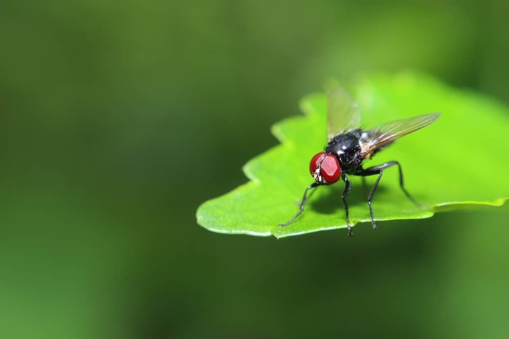 18 Spiritual Meanings When You Dream About Flies