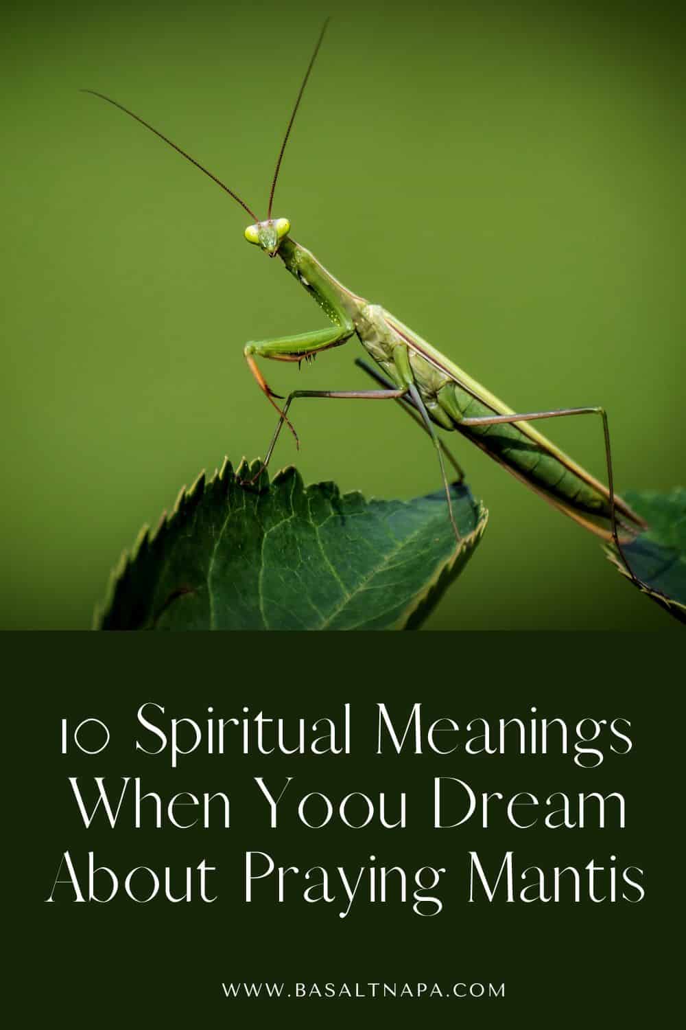 10 Spiritual Meanings When Yoou Dream About Praying Mantis