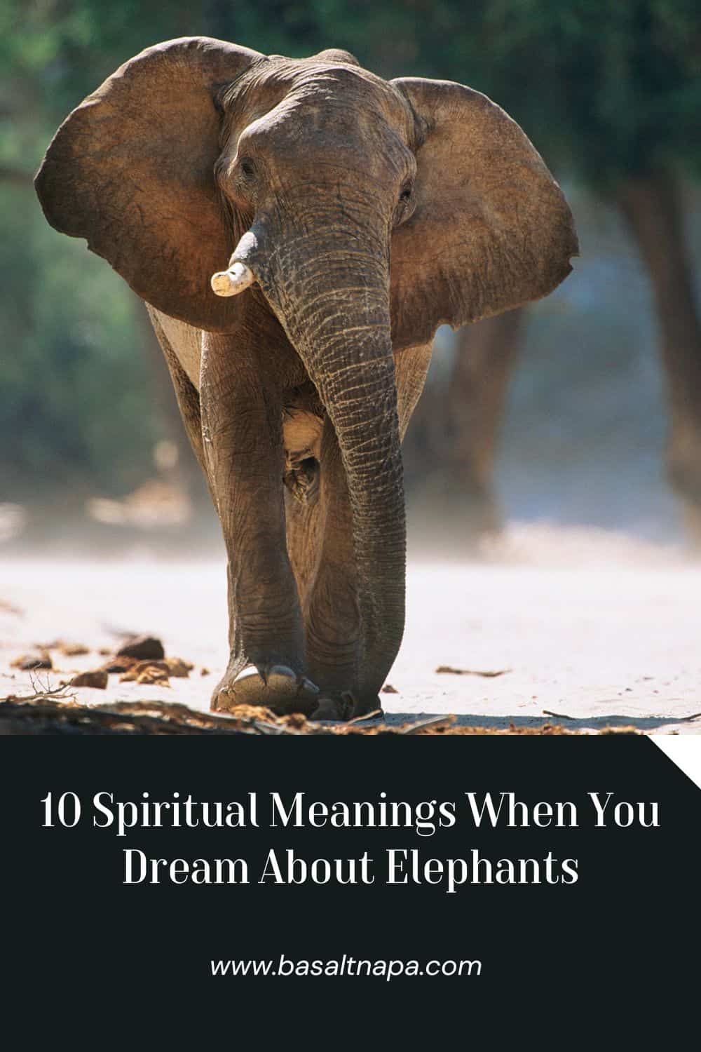 10 Spiritual Meanings When You Dream About Elephants