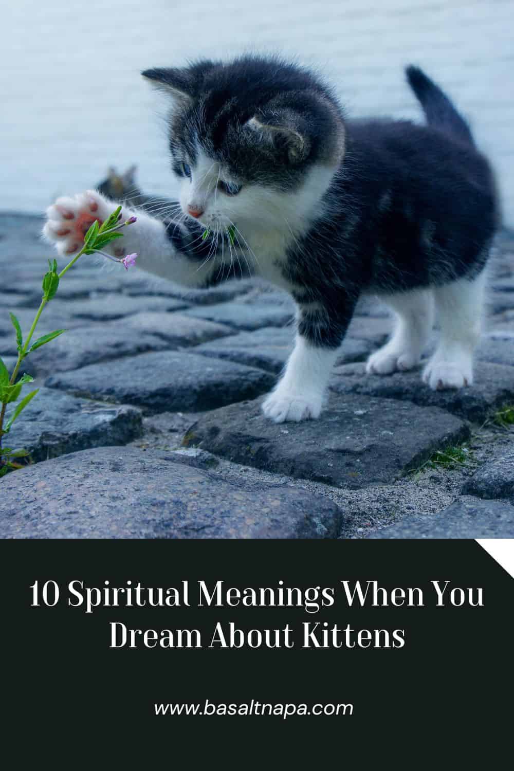 10 Spiritual Meanings When You Dream About Kittens
