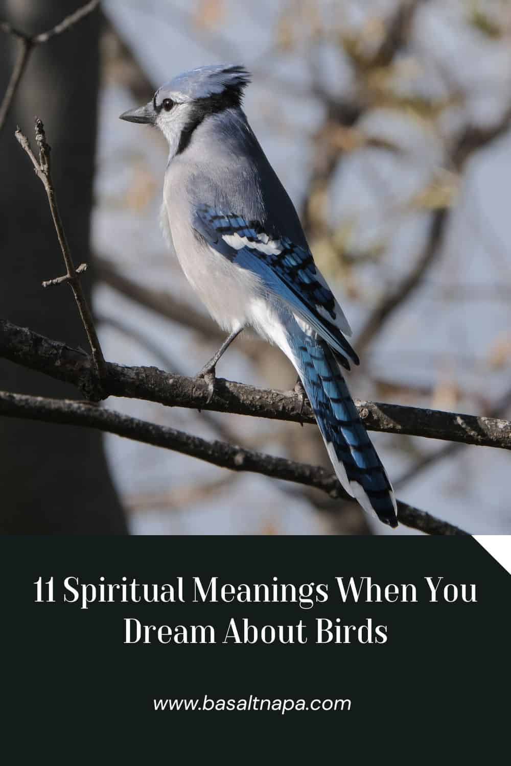 11 Spiritual Meanings When You Dream About Birds