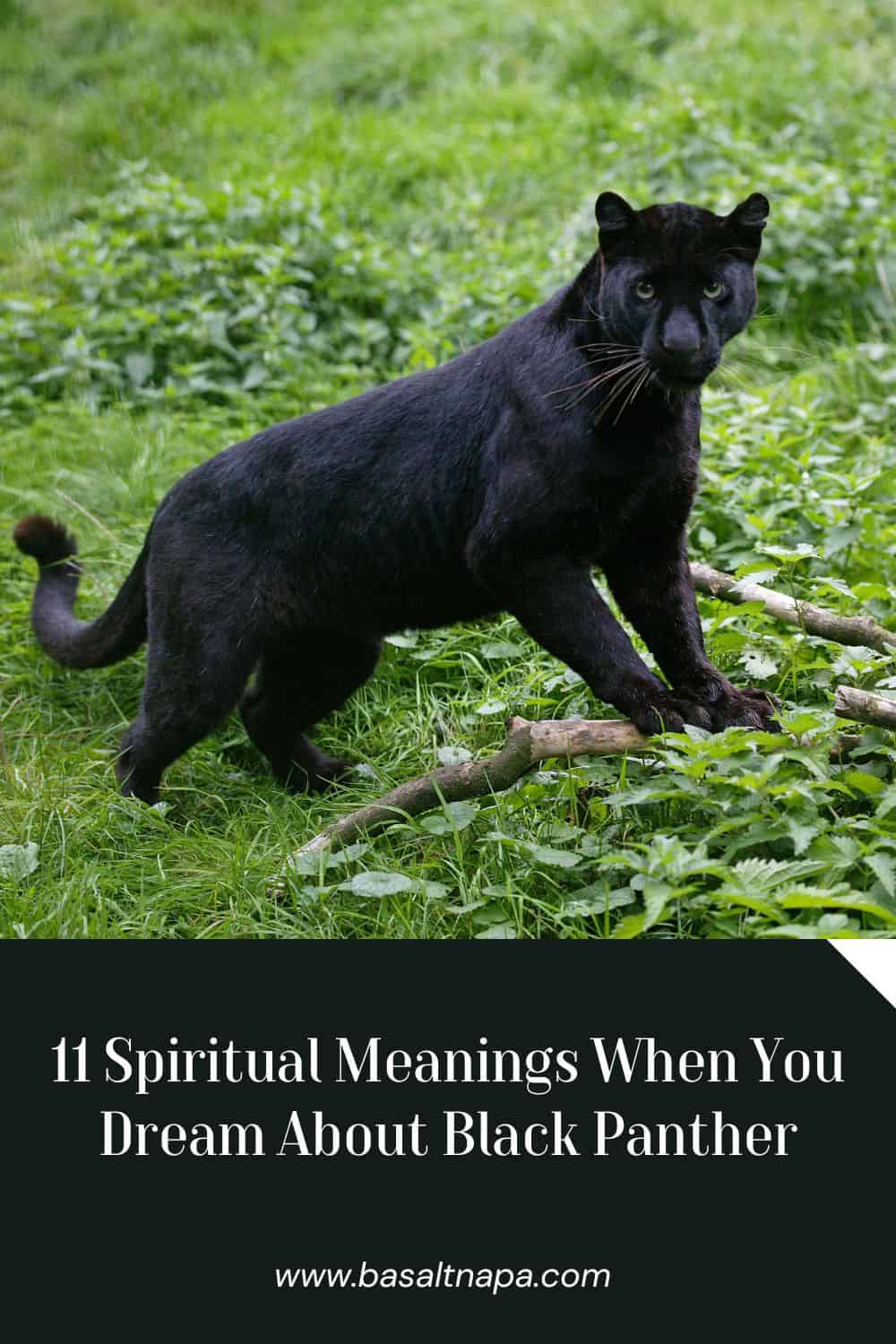 11 Spiritual Meanings When You Dream About Black Panther