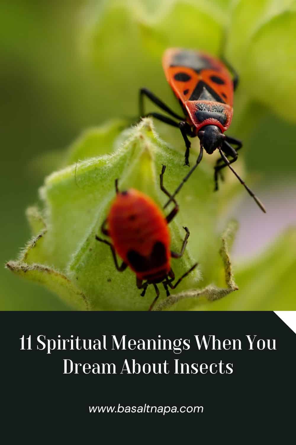 11 Spiritual Meanings When You Dream About Insects