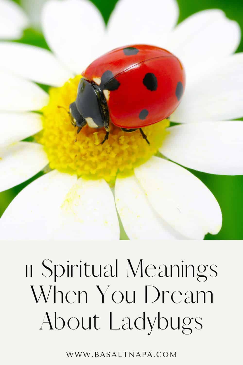 11 Spiritual Meanings When You Dream About Ladybugs