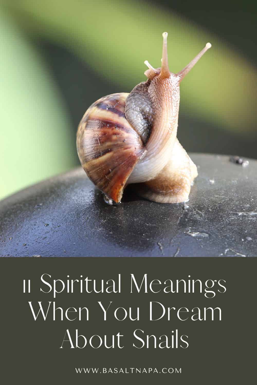 11 Spiritual Meanings When You Dream About Snails