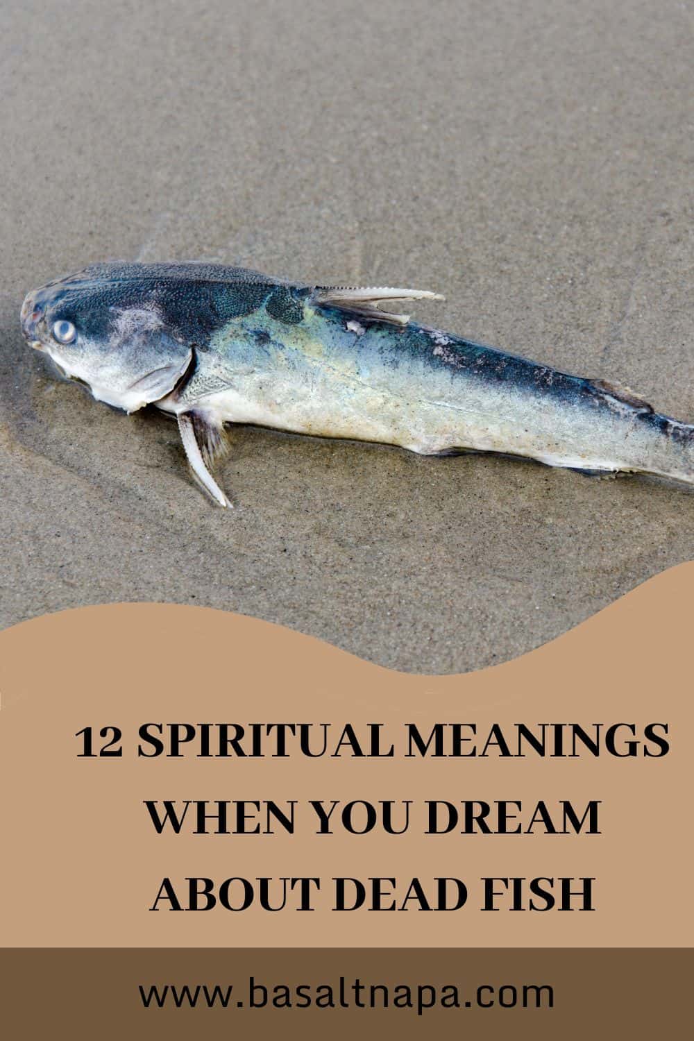 12 meanings to dreaming of dead fish