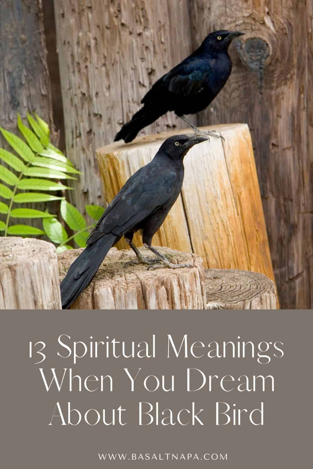 13 Spiritual Meanings When You Dream About Black Bird