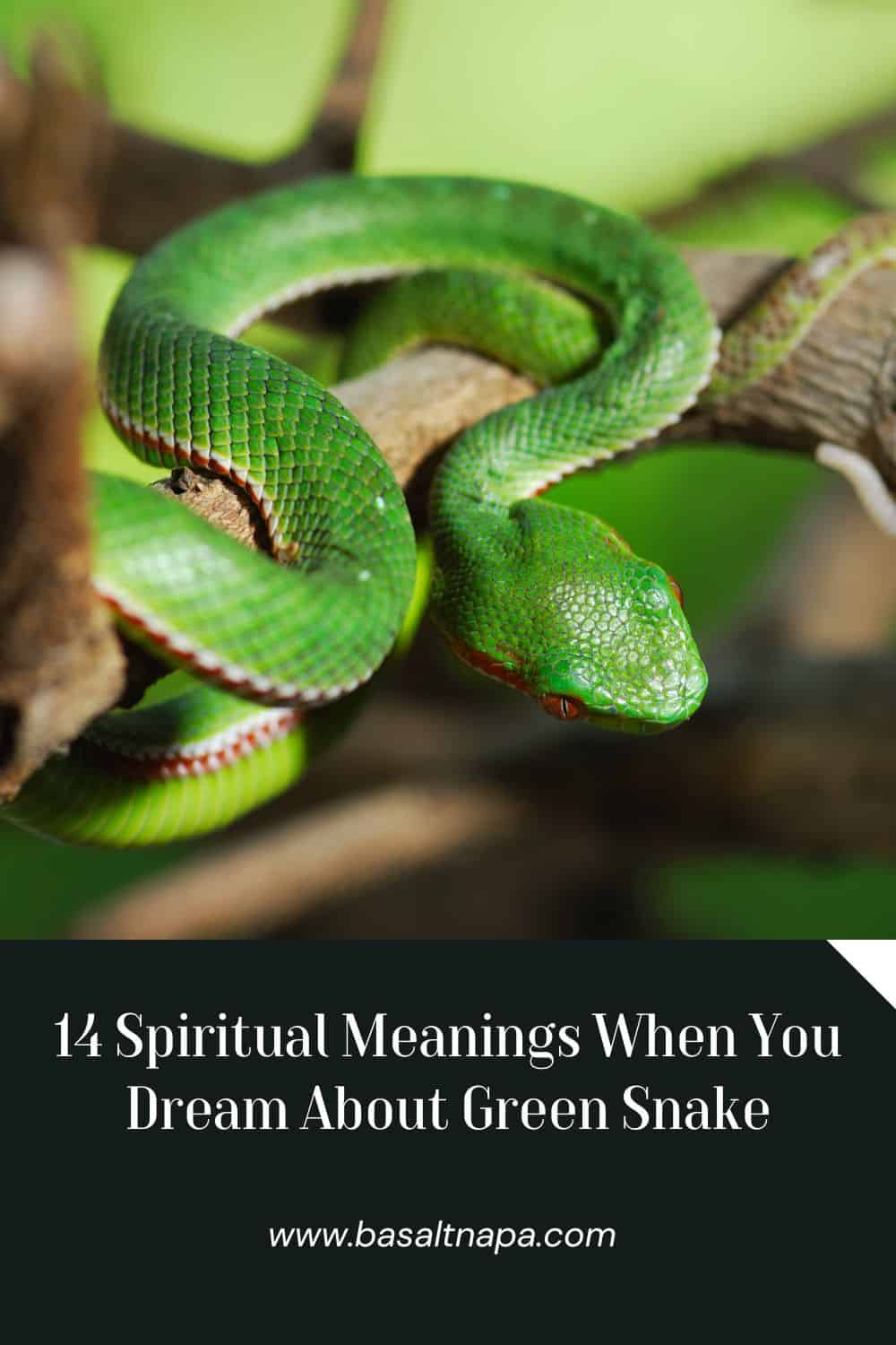 14 Spiritual Meanings When You Dream About Green Snake