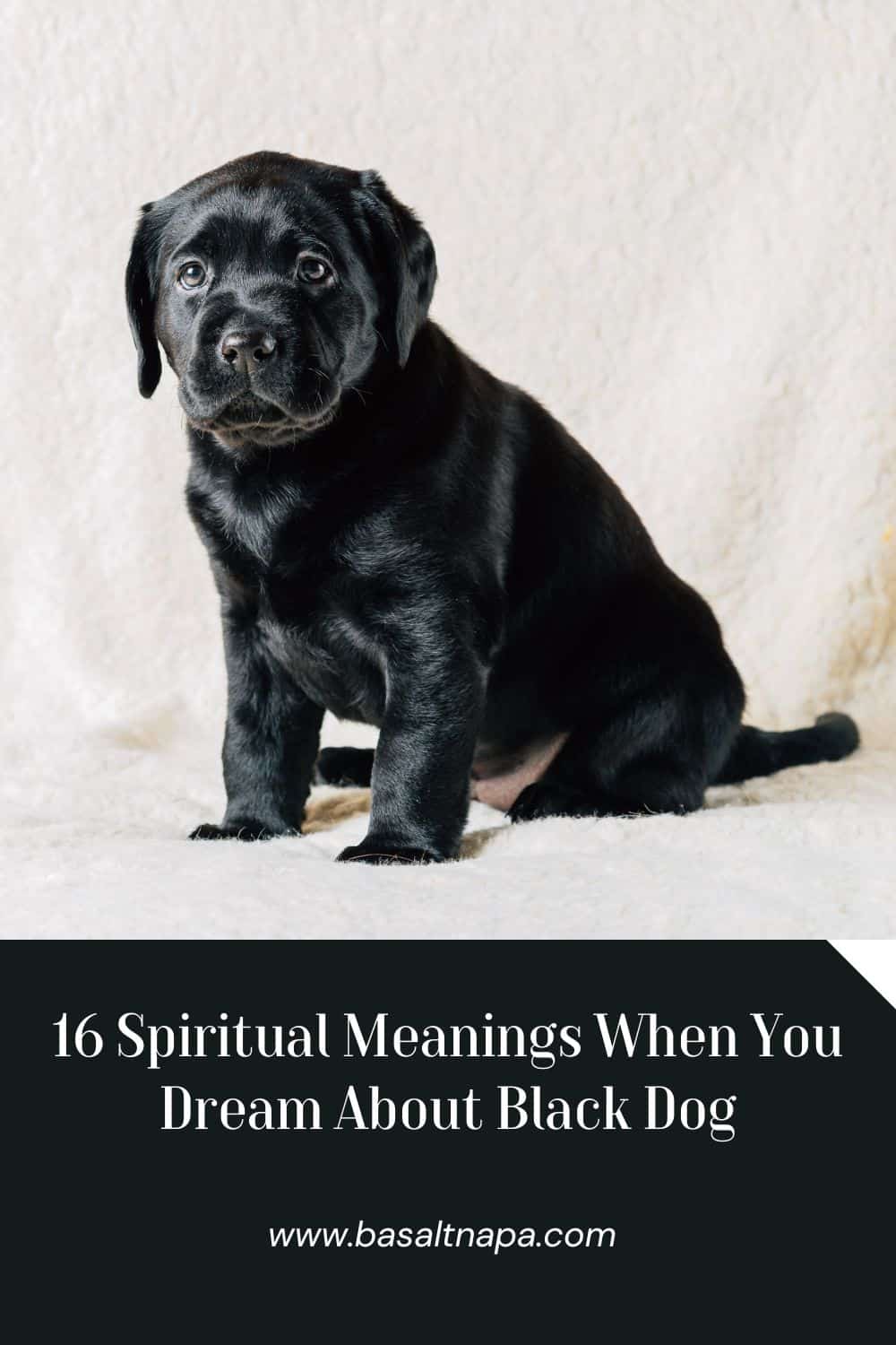 16 Spiritual Meanings When You Dream About Black Dog