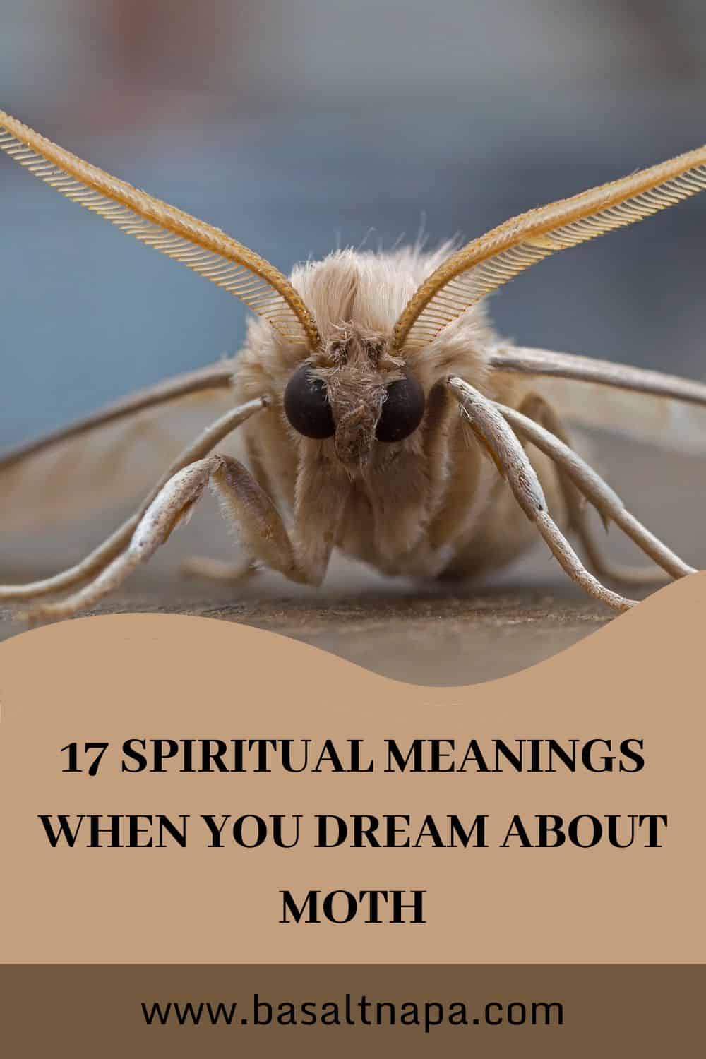 17 Dream Scenarios about Moths and their Interpretations