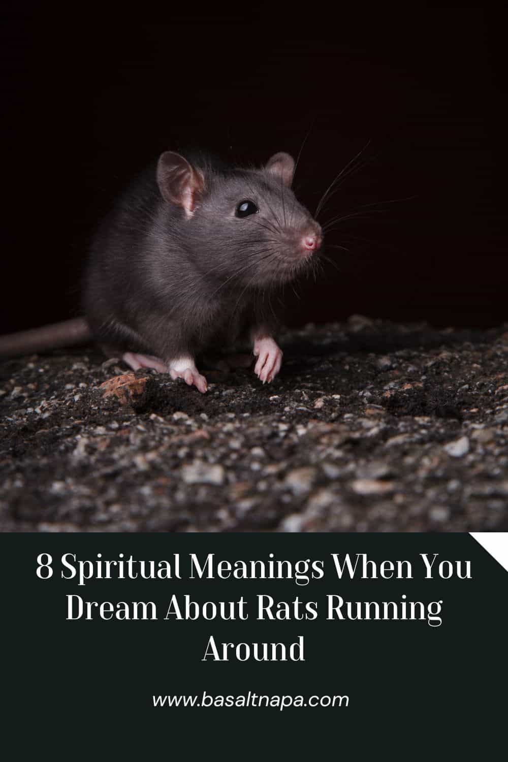 8 Spiritual Meanings When You Dream About Rats Running Around