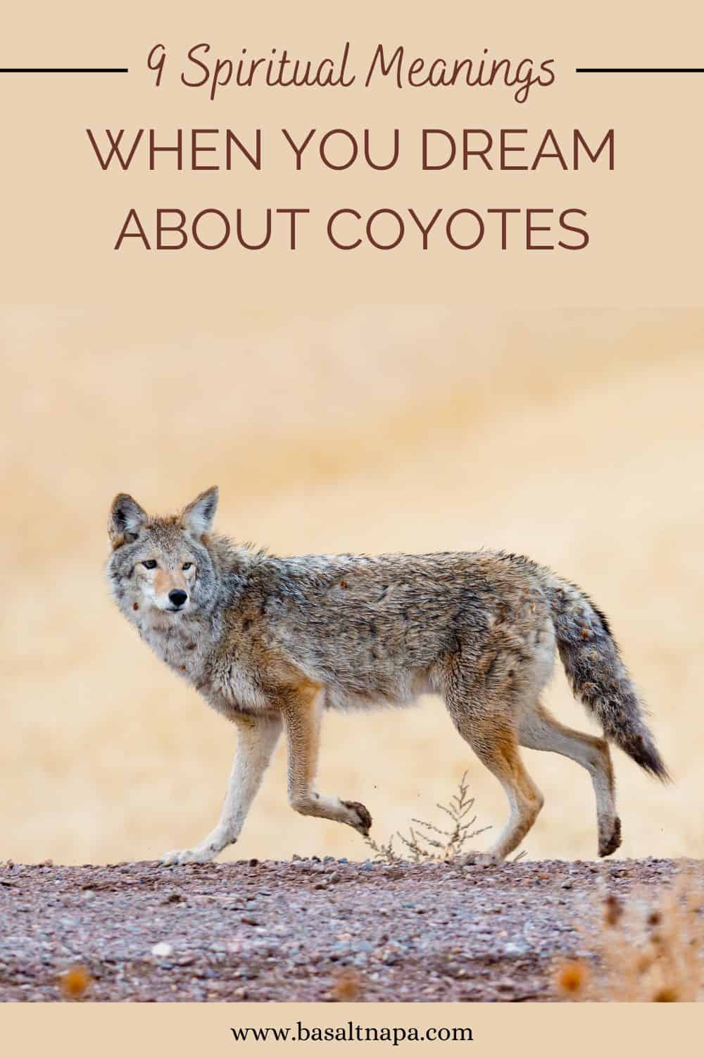 9 Spiritual Meanings When You Dream About Coyotes
