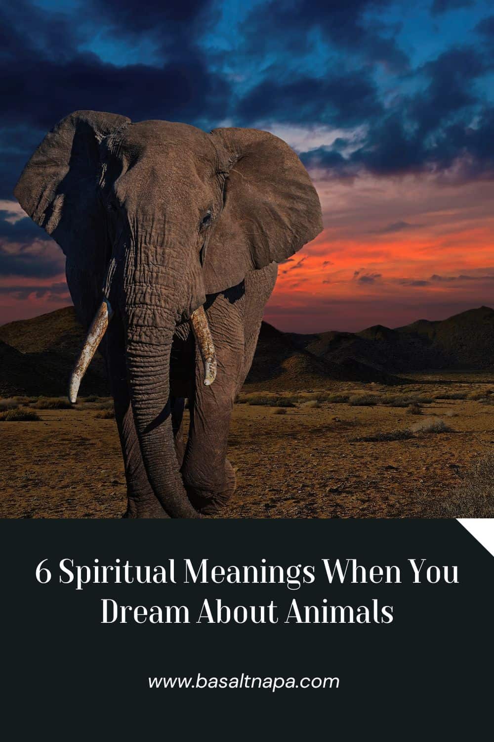 Animal Dreams and Spiritual Meanings