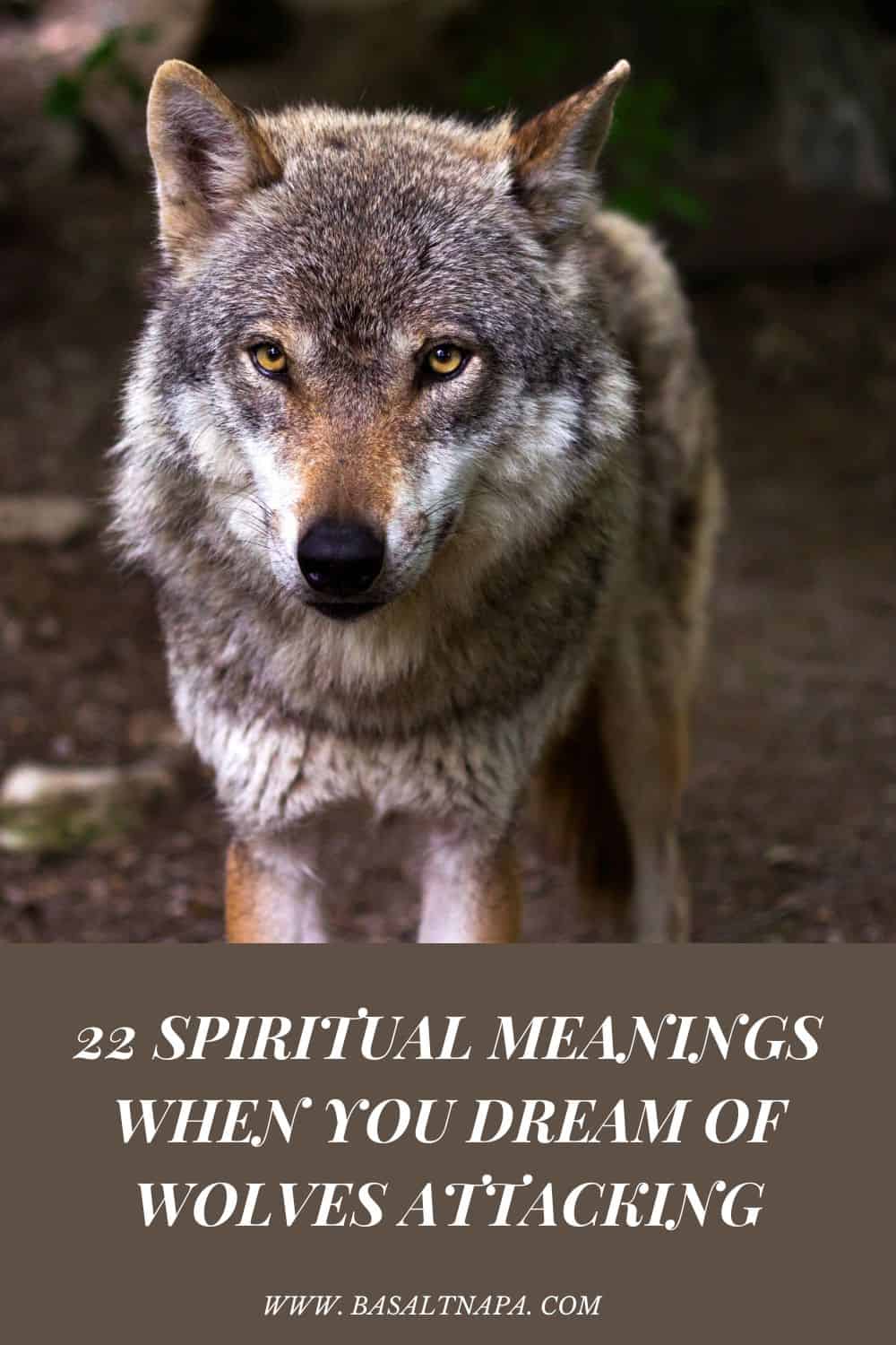 Common dreams about wolves attacking: spiritual meaning and symbolism