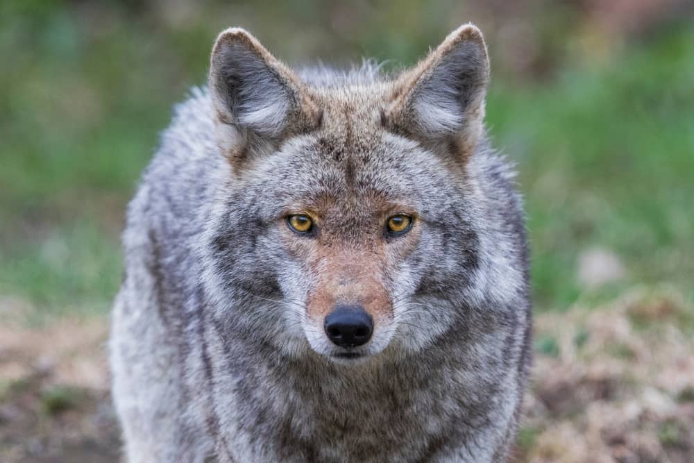 9 Spiritual Meanings When You Dream About Coyotes