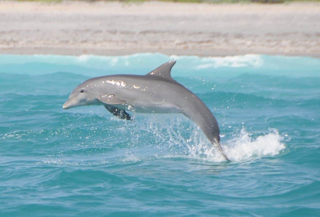 Dream About Feeding a Dolphin