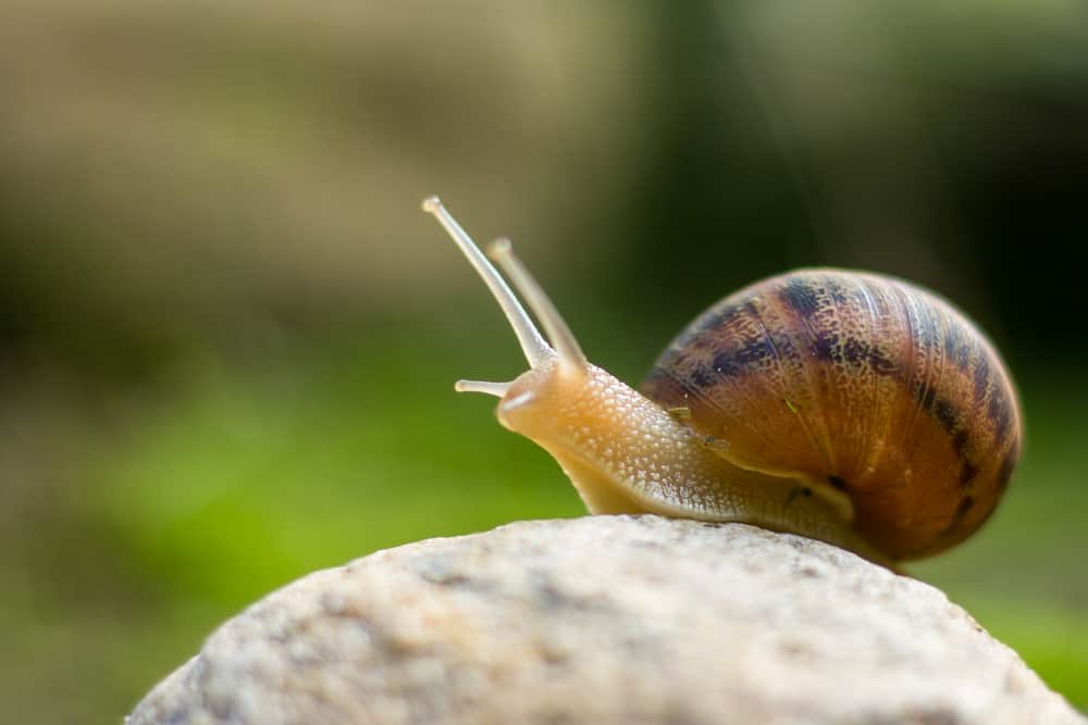 11 Spiritual Meanings When You Dream About Snails