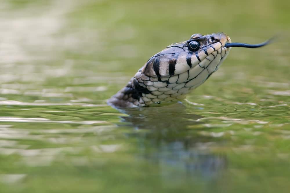 12 Spiritual Meanings When You Dream About Snakes In Water
