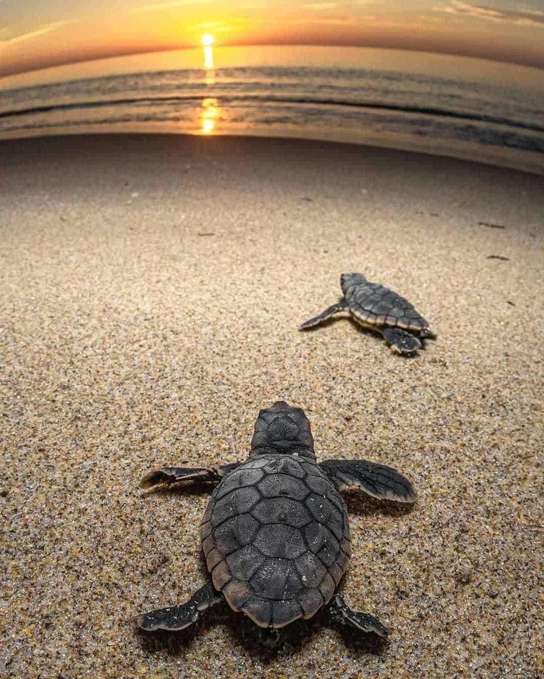 Dream of Killing a Turtle