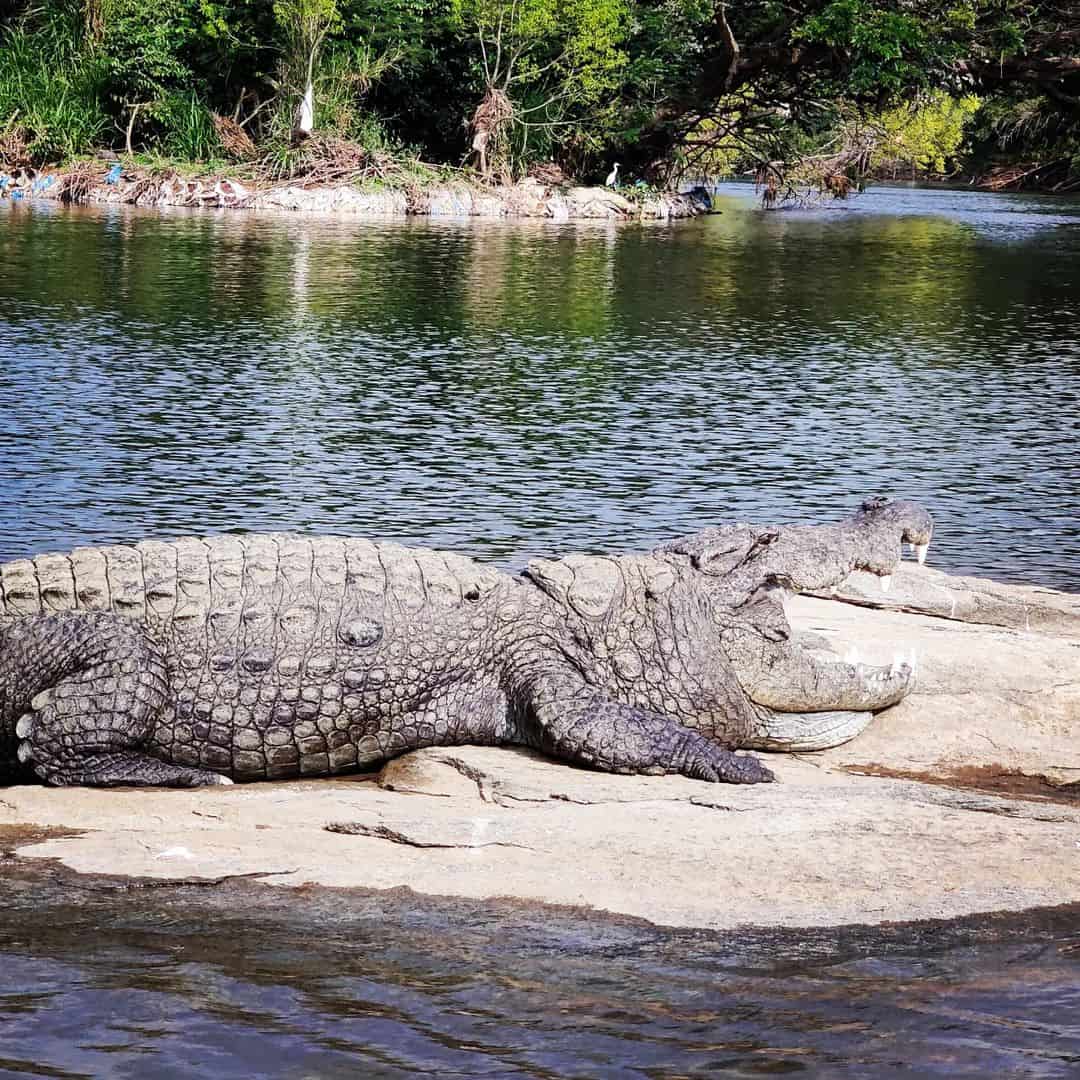 Dream of Watching an Alligator