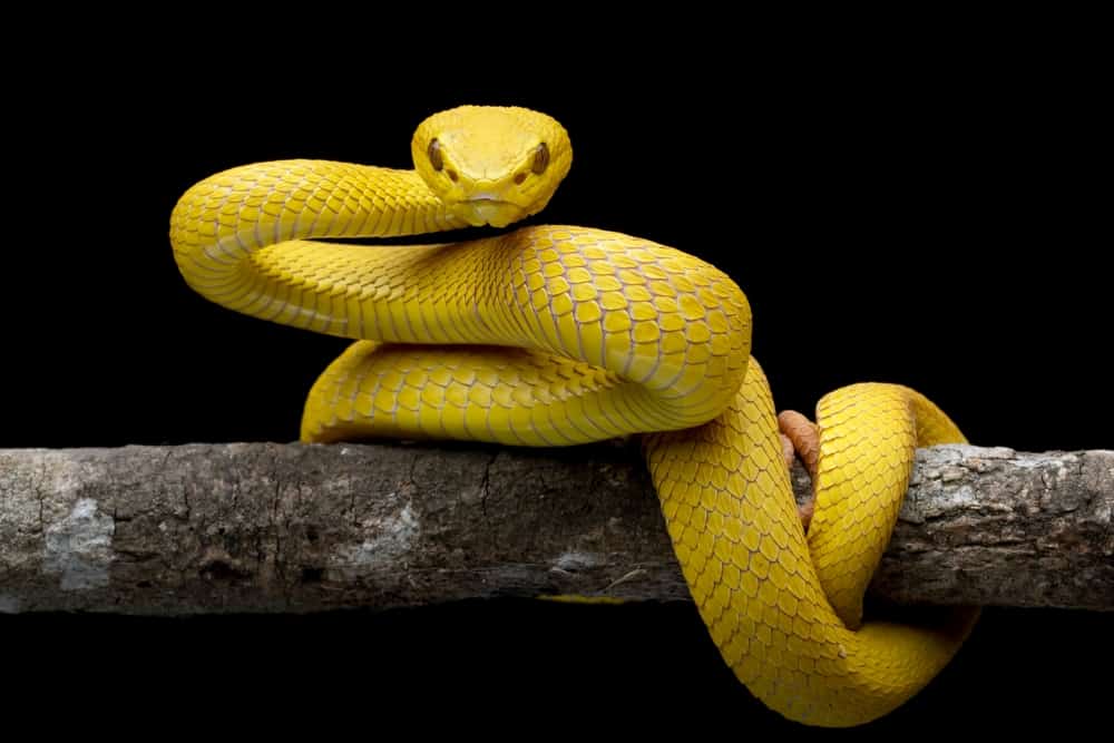 17 Spiritual Meanings When You Dreams About Yellow Snake