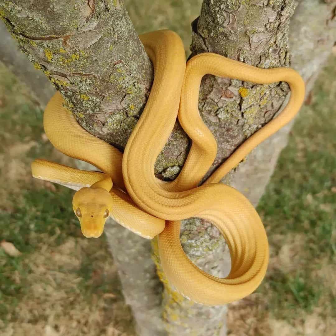 Pregnant And Dreaming Of A Yellow Snake